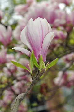 玉蘭開花