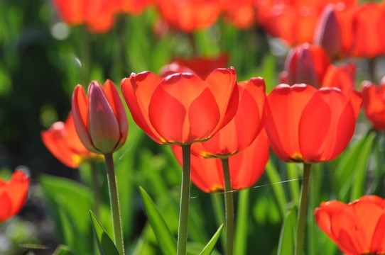 花園