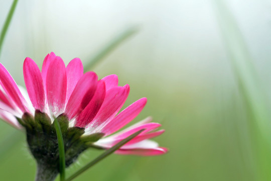粉紅色的雛菊