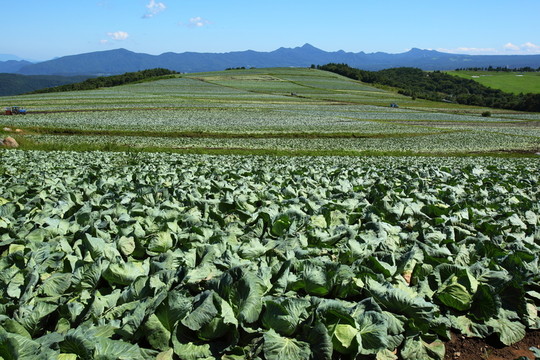 農(nóng)業(yè)