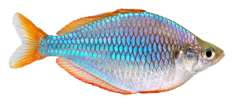 藍(lán)色