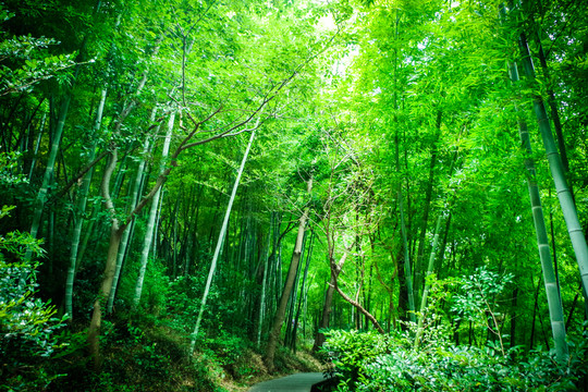 竹林