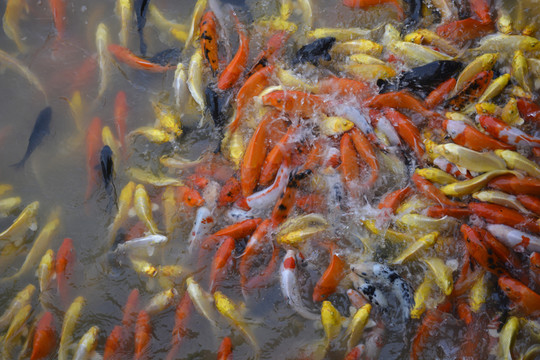 金魚 觀賞魚