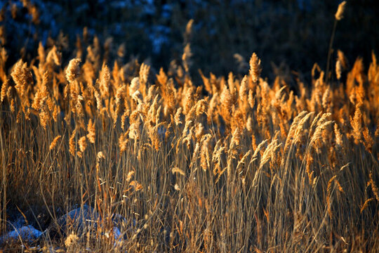 蘆葦 濕地 沼澤 蘆葦花 晚霞