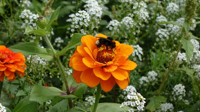 歐洲菊