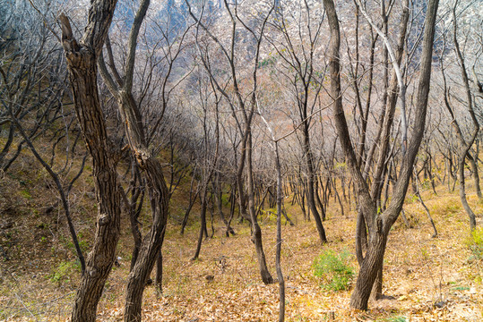 山地樹林