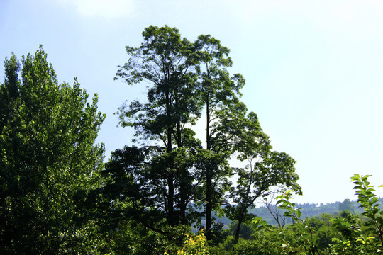 楸樹