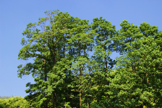 楸樹