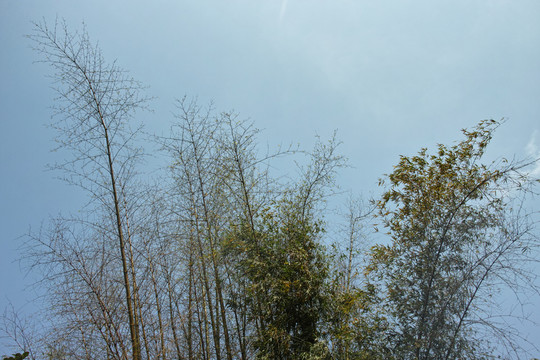藍(lán)天竹林