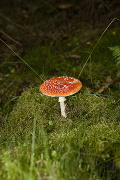 苔蘚