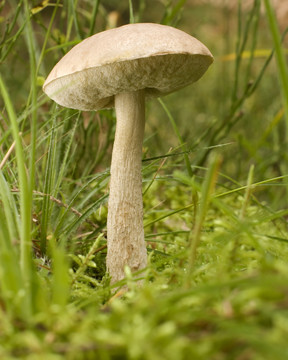 苔蘚