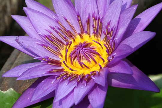 花