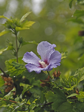 木槿