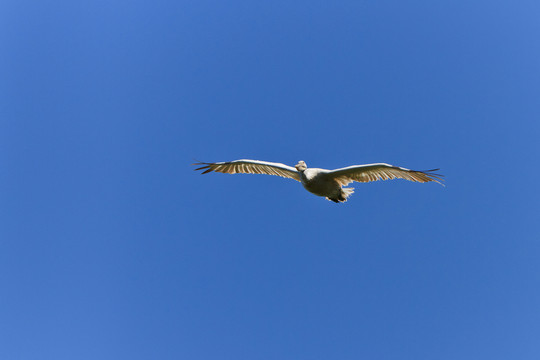 飛行