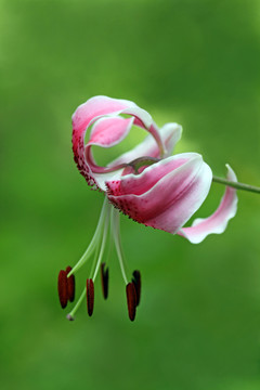 百合屬植物