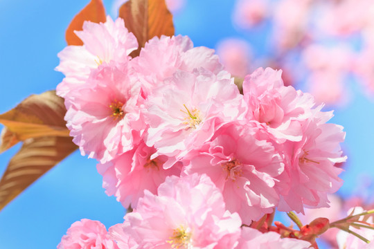 藍色