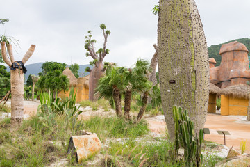 猴面包樹 珍珠島植物園 游樂場