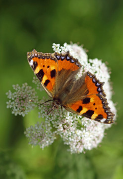 小玳瑁[aglais urticae]