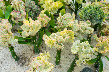 越南芽莊 珍珠島植物園 游樂場