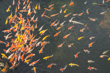 池塘中的魚 觀賞魚 錦鯉 鯉魚