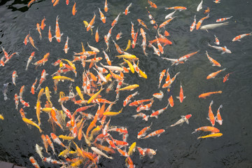 池塘中的魚 觀賞魚 錦鯉 鯉魚