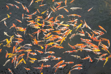 池塘中的魚 觀賞魚 錦鯉 鯉魚