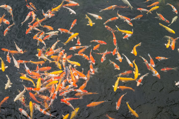 池塘中的魚(yú) 觀賞魚(yú) 錦鯉 鯉魚(yú)