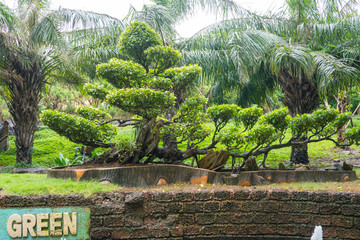 大型盆景 園林植物 植物造型