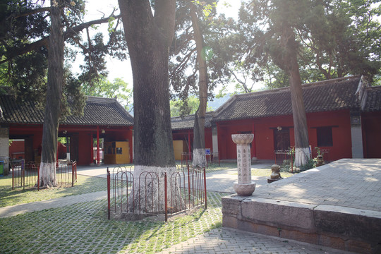 淮北顯通寺古樹