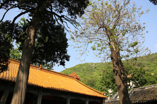 淮北顯通寺古樹
