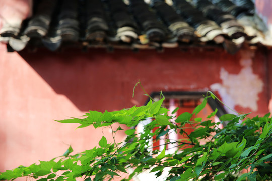 樹葉院墻 寺廟一角