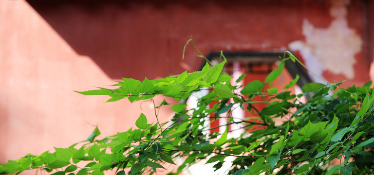 寺廟一角綠葉院墻