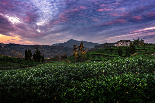 遠山茶園