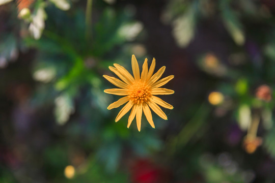 野菊花