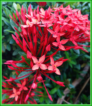 龍船花 紅花