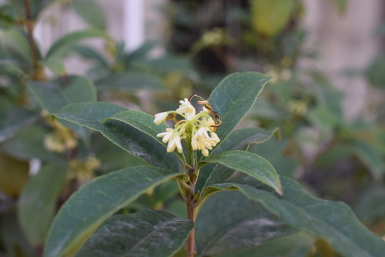 桂花開(kāi)花花卉