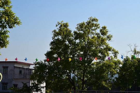 玉蘭樹和天空