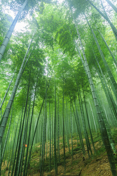 竹子竹林竹葉