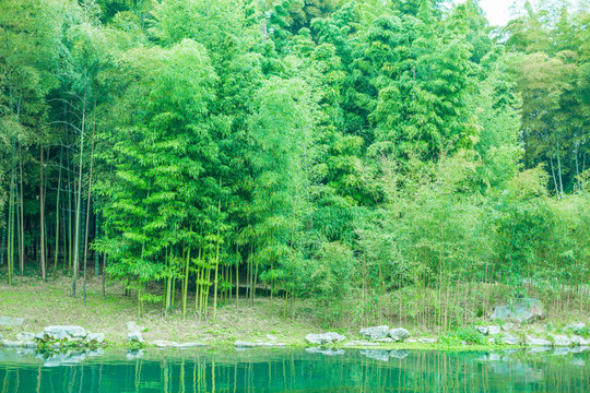竹子竹林竹葉