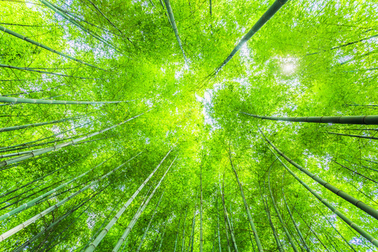 竹子竹林竹葉