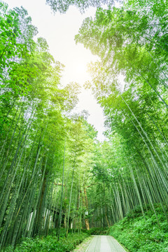 竹子竹林竹葉