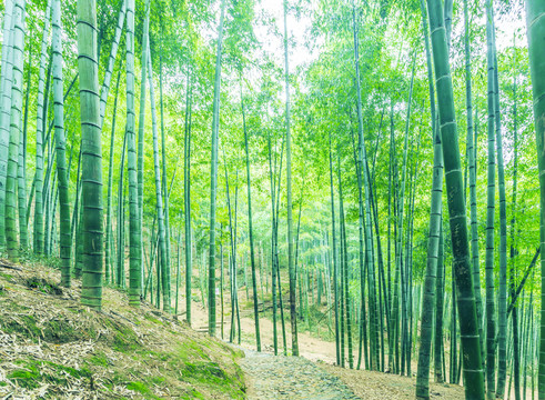 竹林竹子竹葉