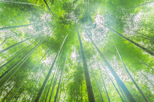 竹子竹林竹葉