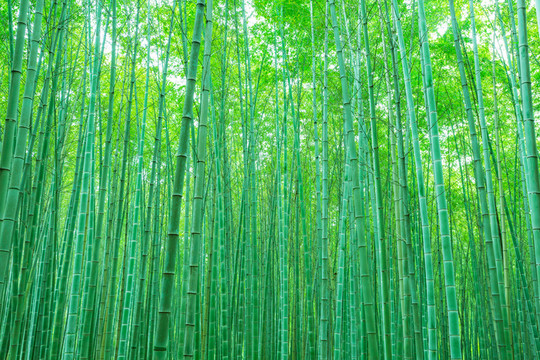 竹子竹林竹葉