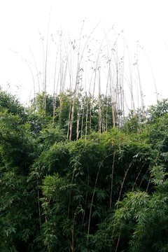 琴絲竹