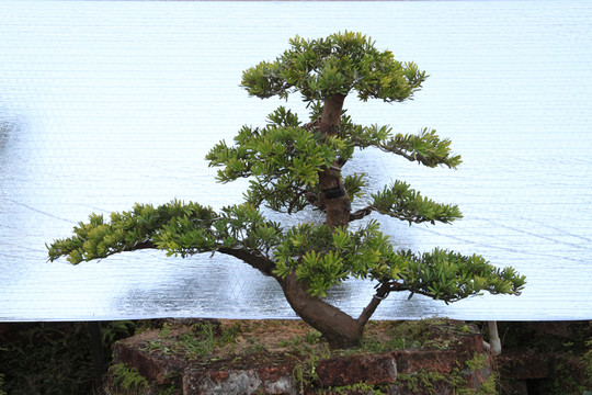 羅漢松