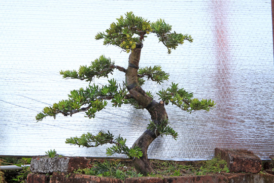 羅漢松