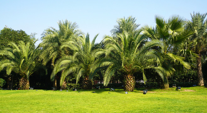 橘子洲公園景區(qū)