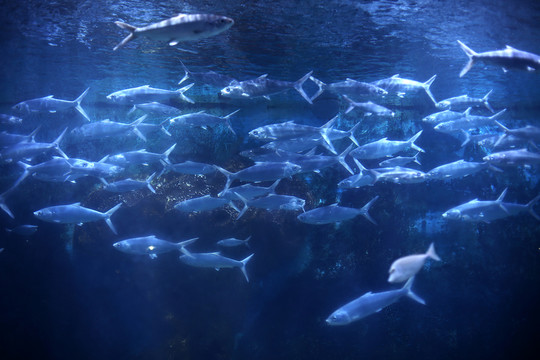 海魚
