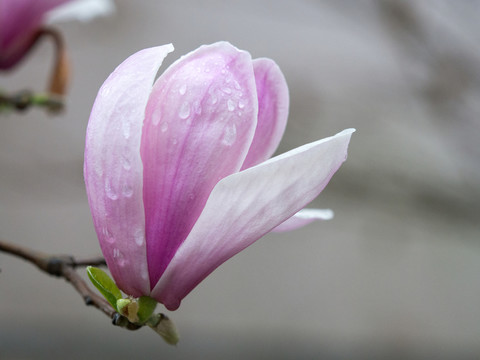 玉蘭花